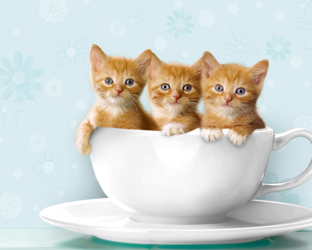 Teacup Kittens | AlwaysEvie